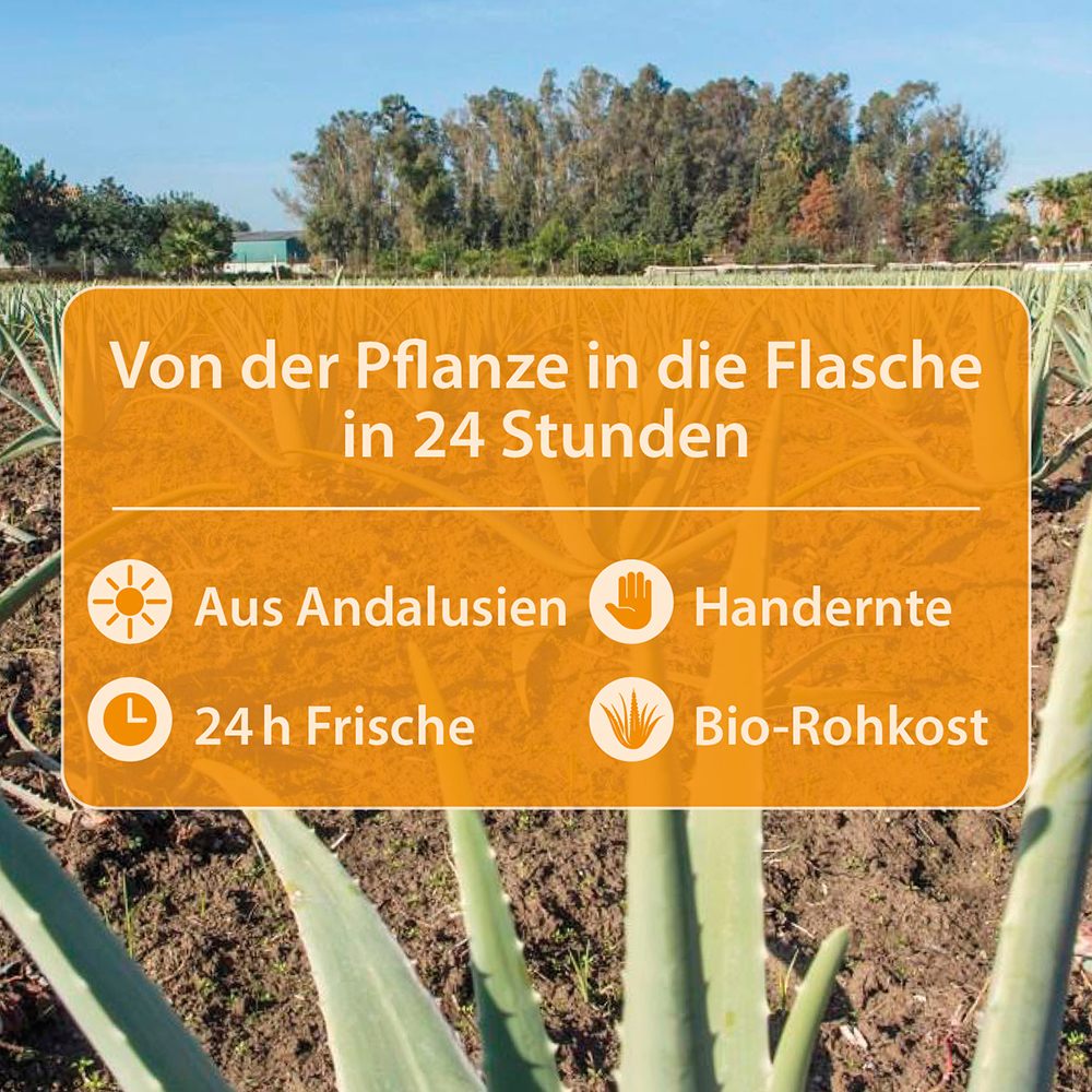 Infografik über einem Aloe-Vera-Feld, die den Produktionsprozess hervorhebt: von der Pflanze bis zur Flasche in 24 Stunden, aus Andalusien, handgeerntet, 24-Stunden-Frische und Bio-Rohkostqualität.