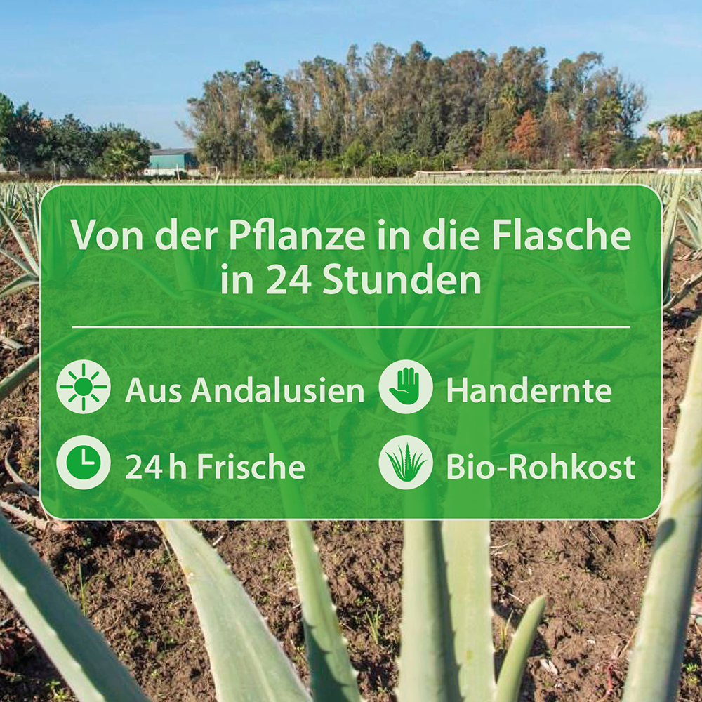 Infografik, die den Prozess der Übertragung von Aloe Vera von der Pflanze in die Flasche innerhalb von 24 Stunden hervorhebt, mit Symbolen für Frische, Handernte und Bio-Rohkost aus Andalusien.