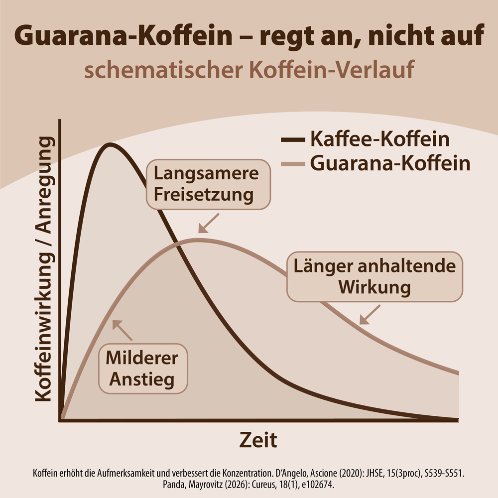 Infografik zum Vergleich der Koffeinfreisetzungsprofile von Kaffee und Guarana. Die Grafik zeigt, dass Guarana-Koffein im Vergleich zu Kaffee-Koffein im Laufe der Zeit eine langsamere Freisetzung, einen milderen Anstieg und eine länger anhaltende Wir