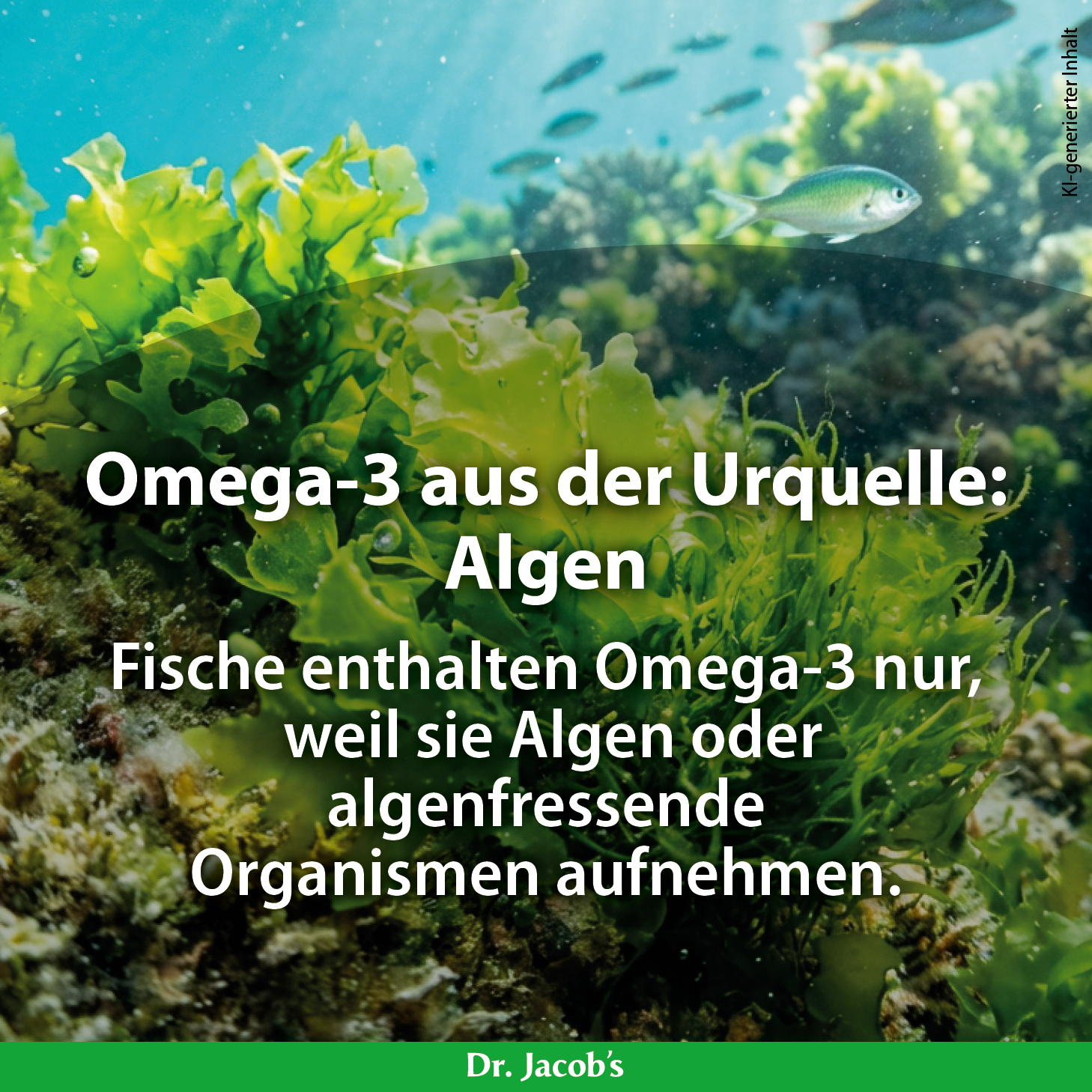 Infografik zu Omega-3 aus Algen, die die Quelle von Omega-3 für Fische erklärt. Text beschreibt, dass Fische Omega-3 nur durch den Verzehr von Algen oder algenfressenden Organismen erhalten.